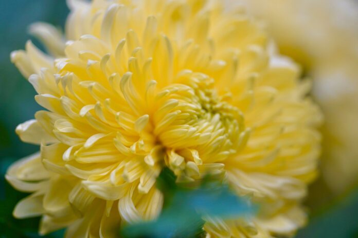 chrysanthemum-5668882_1920